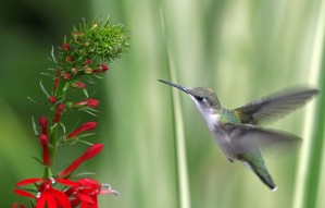Inviting Cardinal Flower